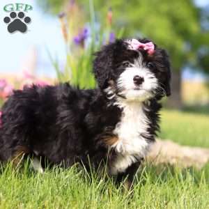 Ashley, Mini Bernedoodle Puppy